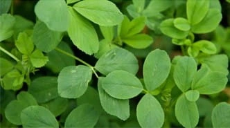 Alfalfa leaf, from the Finessa ingredient artwork