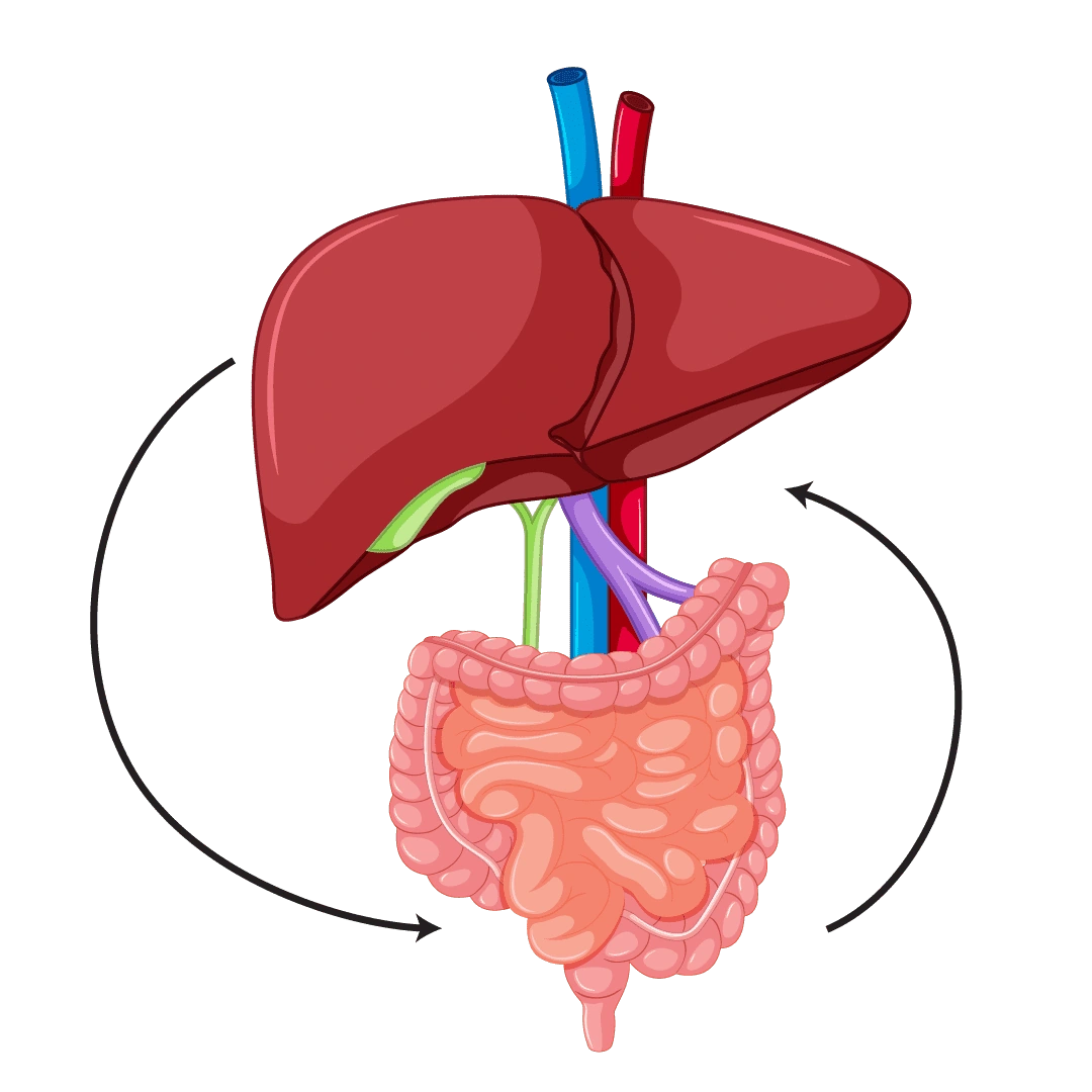 A diagram of the gut-liver axis: the liver above, the intestine below, arrows running both ways between them