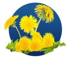 Dandelion root, from the Finessa ingredient artwork