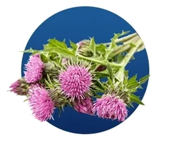 Milk thistle, from the Finessa ingredient artwork