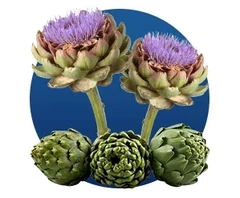 Cynara Scolymus, as the Finessa ingredient artwork draws it