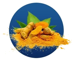 Turmeric root, from the Finessa ingredient artwork