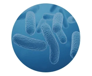 The probiotic blend, from the Finessa ingredient artwork