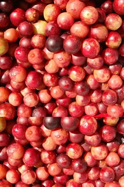 Cranberry, as the Finessa ingredient artwork draws it