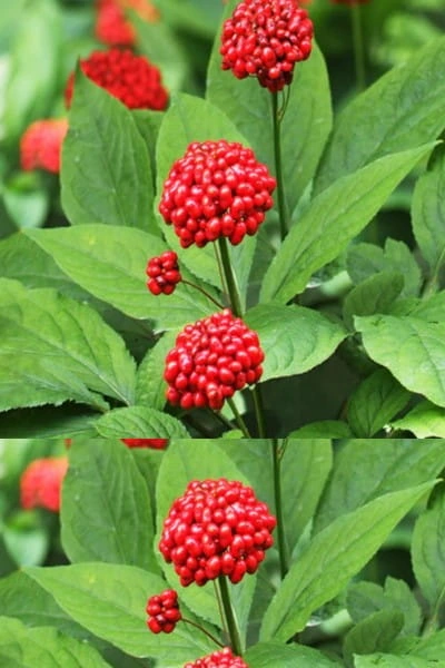 Panax, from the Finessa ingredient artwork