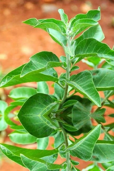 Ashwagandha, from the Finessa ingredient artwork